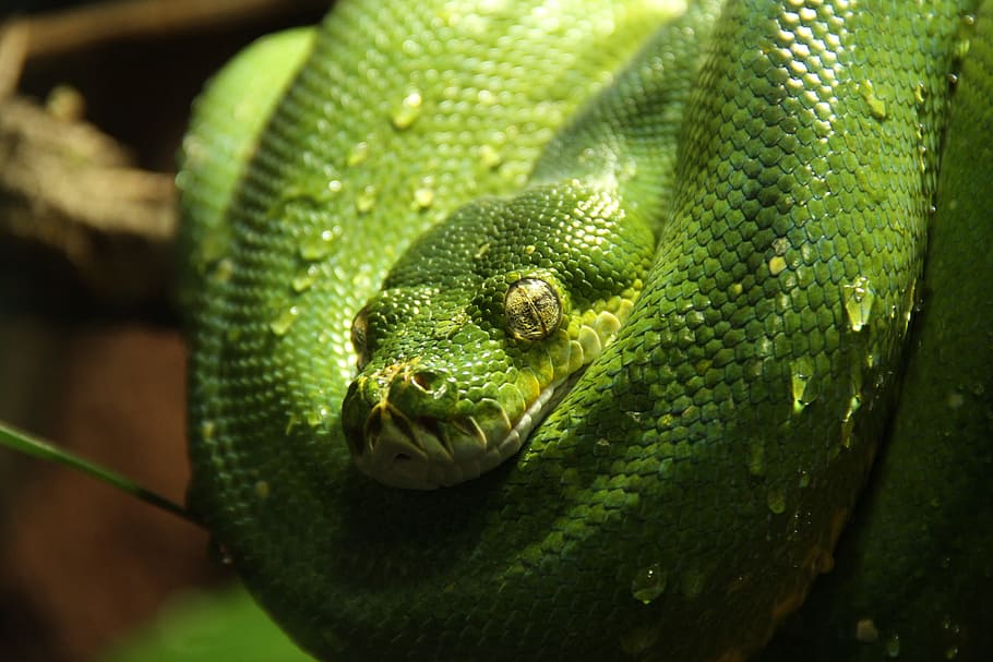 Green Tree Python, Python, Snake, python, snake, green, animal, morelia viridis, water, drip, one animal