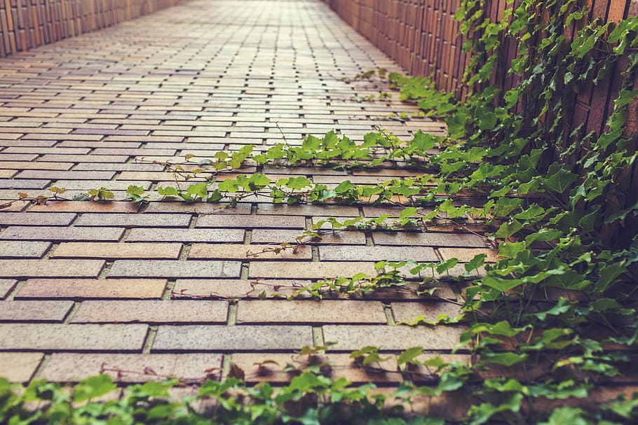 cobblestones, vines, leaves, bricks, path, plant, growth, green color, day, architecture