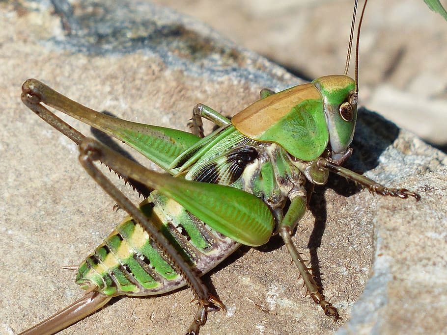 macro photography, green, brown, grasshopper, close, macro, animal, insect, wart biter, decticus verrucivorus