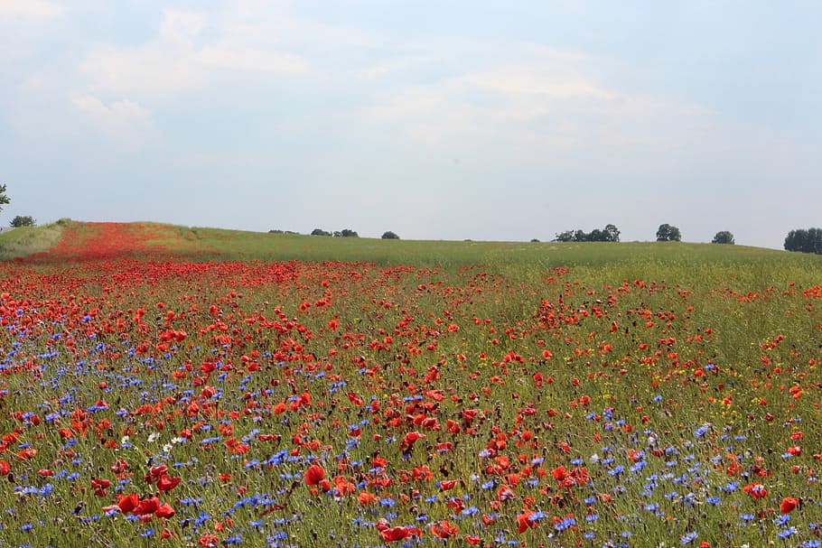 poppy, cornflowers, nature, pointed flower, field, red poppy, red, blue, sea of flowers, landscape