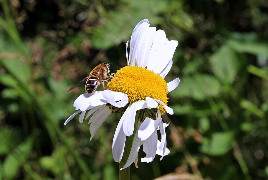 meadows margerite, leucanthemum vulgare, daisy family, meadow margerite, blossom, bloom, located approximately herumdrehend, error of nature, hoverfly, insect