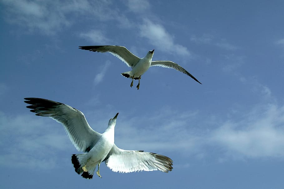 two, white-and-black birds, flying, daytime, seagull, sea, sky, cloud, blue, vision