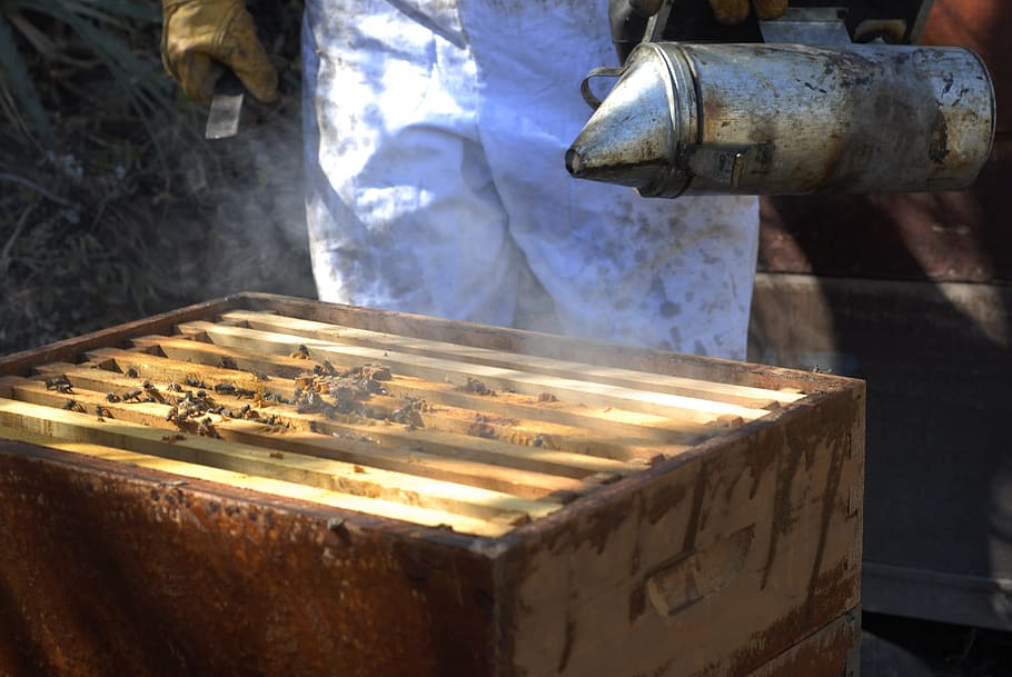 beekeeping, bees, honey, swarm, metal, nature, close-up, day, heat - temperature, focus on foreground