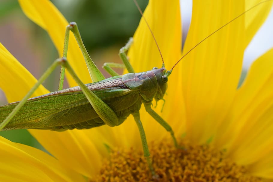macro, nature, grasshopper, insect, green, caelifera, chorthippus parallelus, viridissima, grass, animals