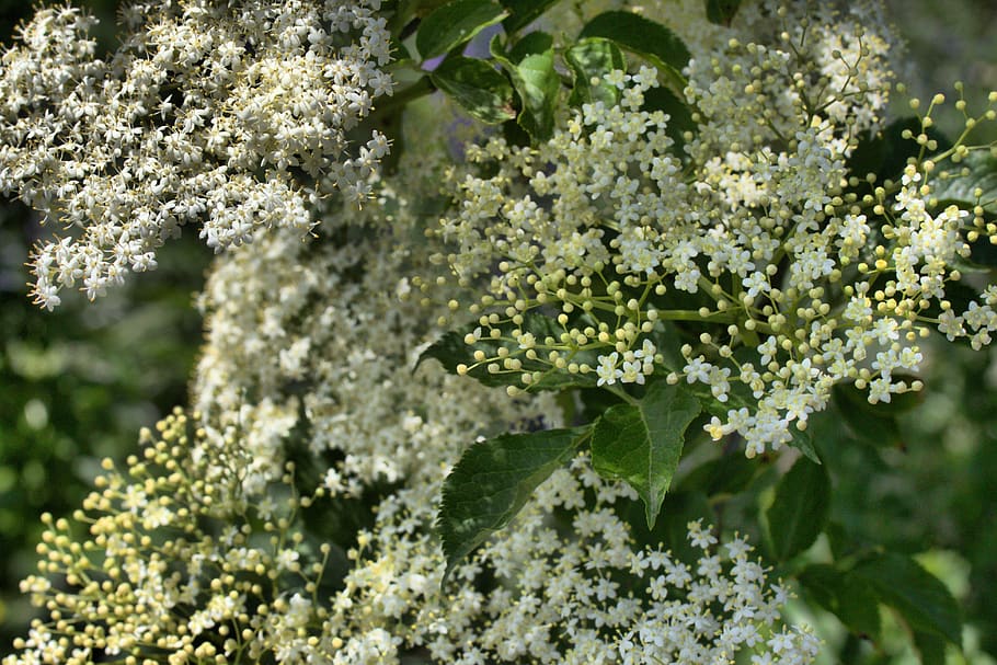 elder, flowers, bud, umbel, white, sambucus, flower, flowering plant, plant, freshness