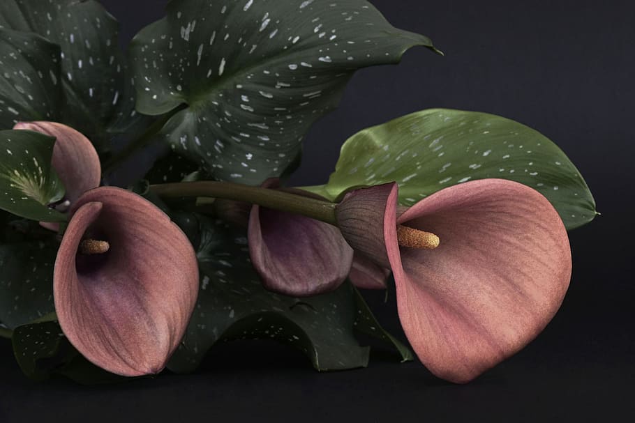 pink, calla lily flower, daytime, Calla Lily, Lily flower, calla, flower, flowers, red, mourning