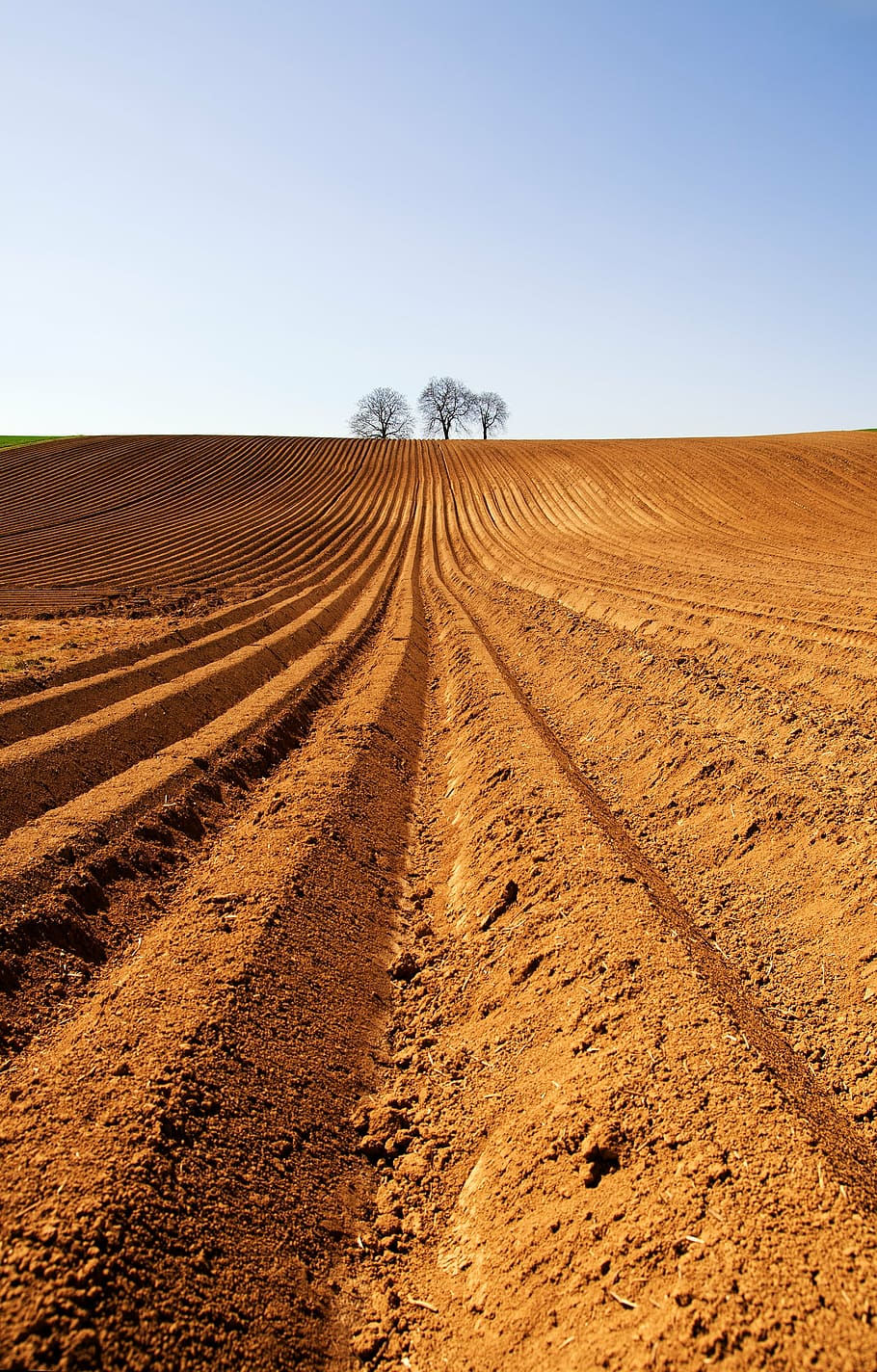 three, black, tree, brown, soil, blue, sky, arable, agriculture, field