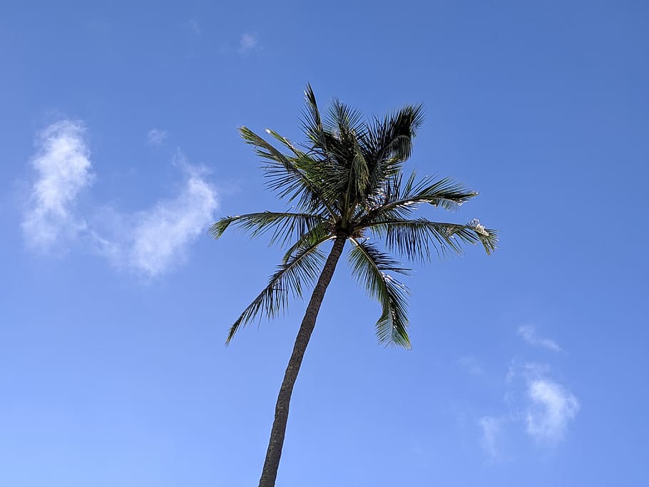 palm tree, kauai, hawaii, tropical, nature, island, landscape, palms, summer, hawaiian