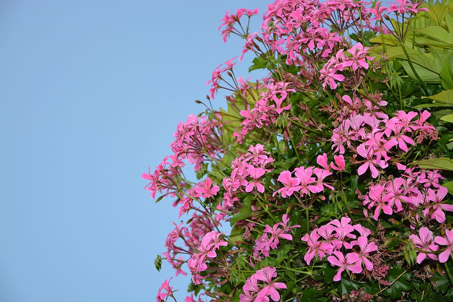 flowers geranium simple, pink, nature, summer flowers, color pink, botany, plant, pot, jardiniere, blue sky