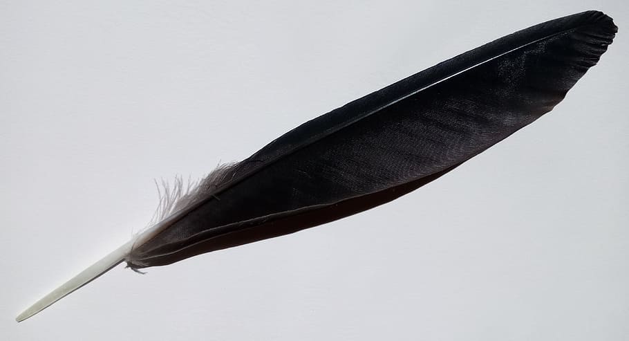 bird feather, shiny, black, nature, fauna, australia, feather, quill pen, black color, close-up