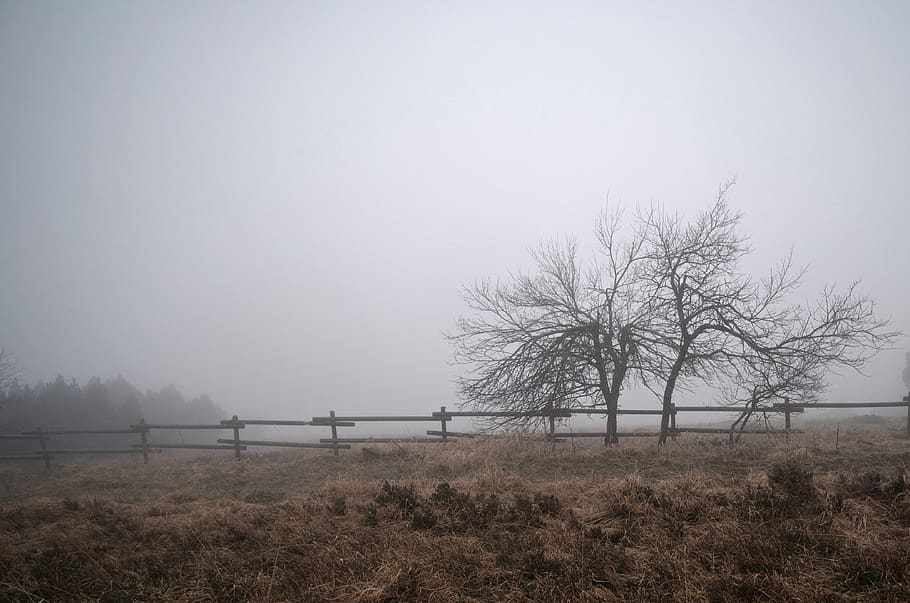 fog, tree, moor, landscape, nature, haze, mystical, mysterious, twilight, plant