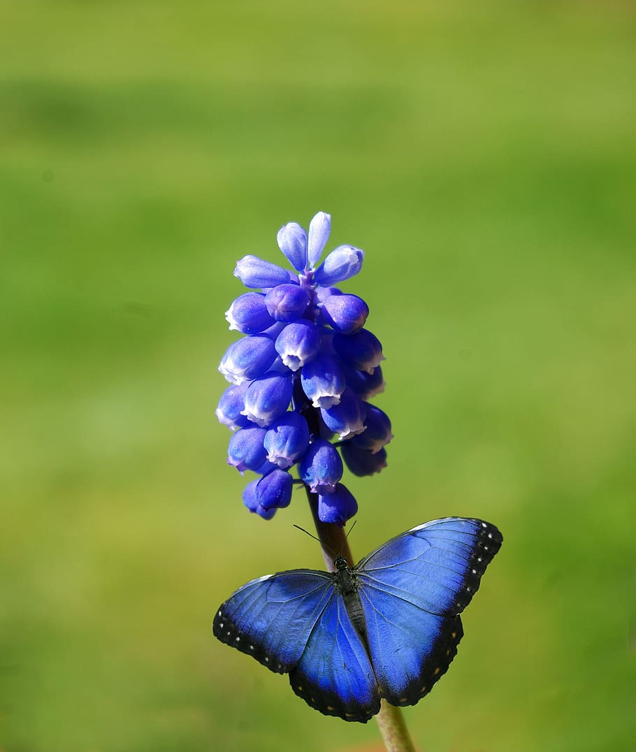 macro photo, blue, morpho butterfly, perched, flower, plant, butterfly, insect, spring, blossom
