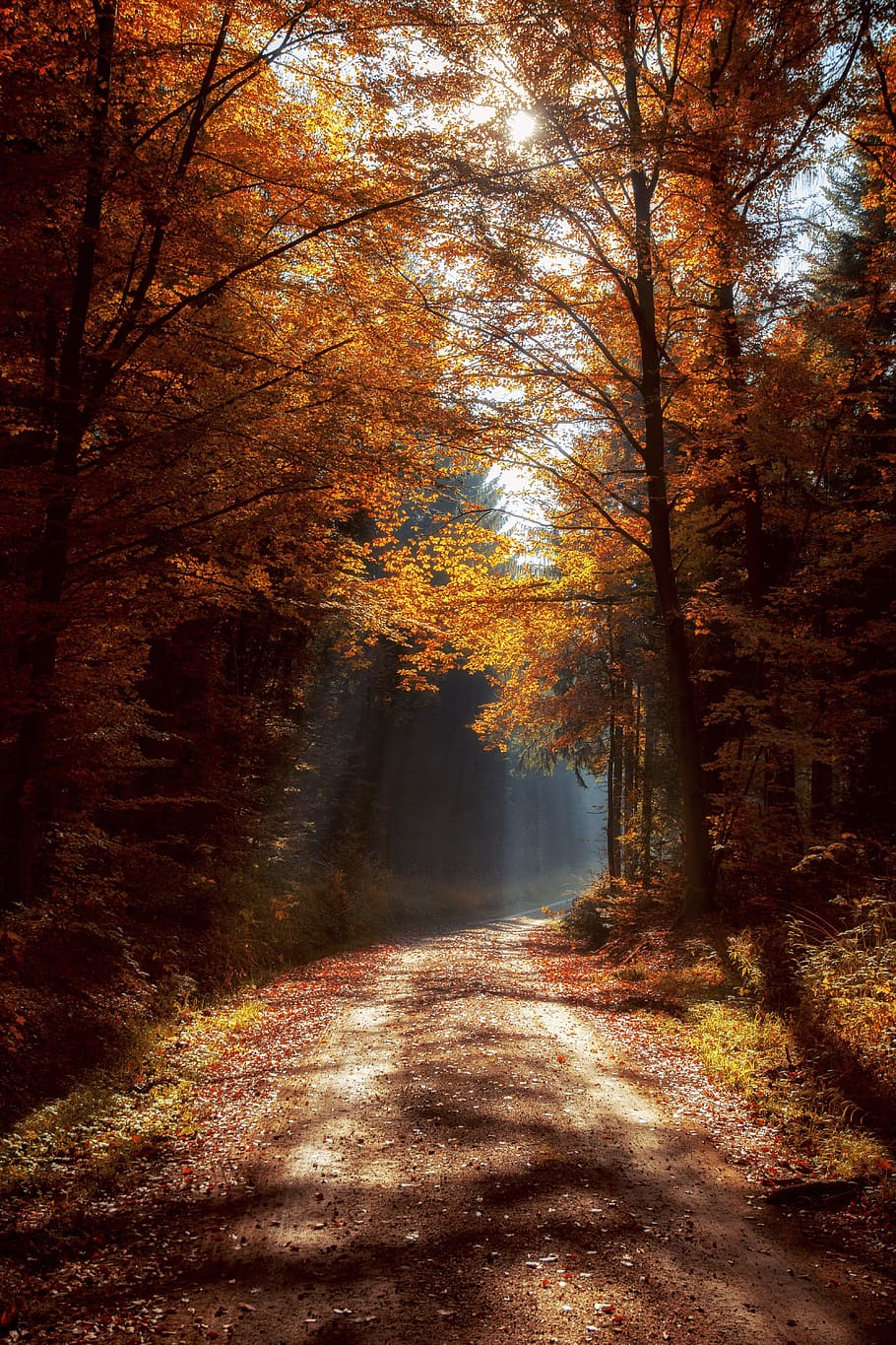 pathway between trees, forest, mood, light beam, forest path, landscape, trees, nature, away, autumn