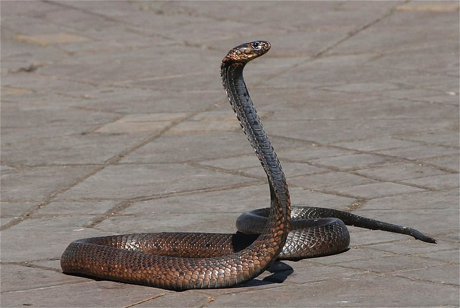 brown rattle snake, snake, marocco, snake charmer, place, marrakech, reptil, satu hewan, hewan di alam liar, tema hewan