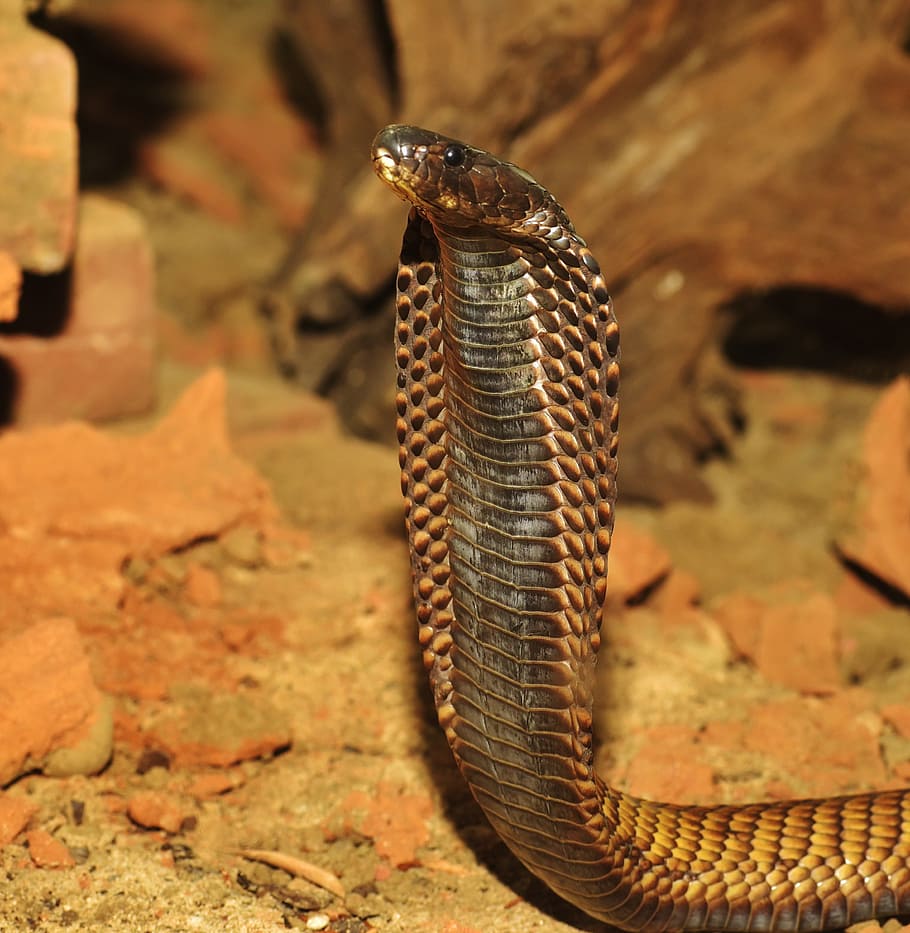 marrón, serpiente cobra real, serpiente, cobra, tóxico, reptil, animal, amenaza, india, serpiente peligrosa