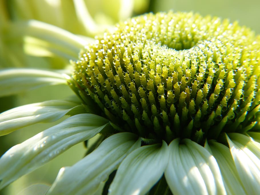 echinacea, coneflower, white, medicinal plant, blossom, bloom, petals, drop of water, dew, shining