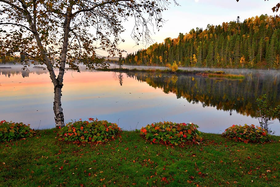 秋の風景, 湖, 木, 葉, 水, 紅葉, 色, カラフル, 反射, 霧