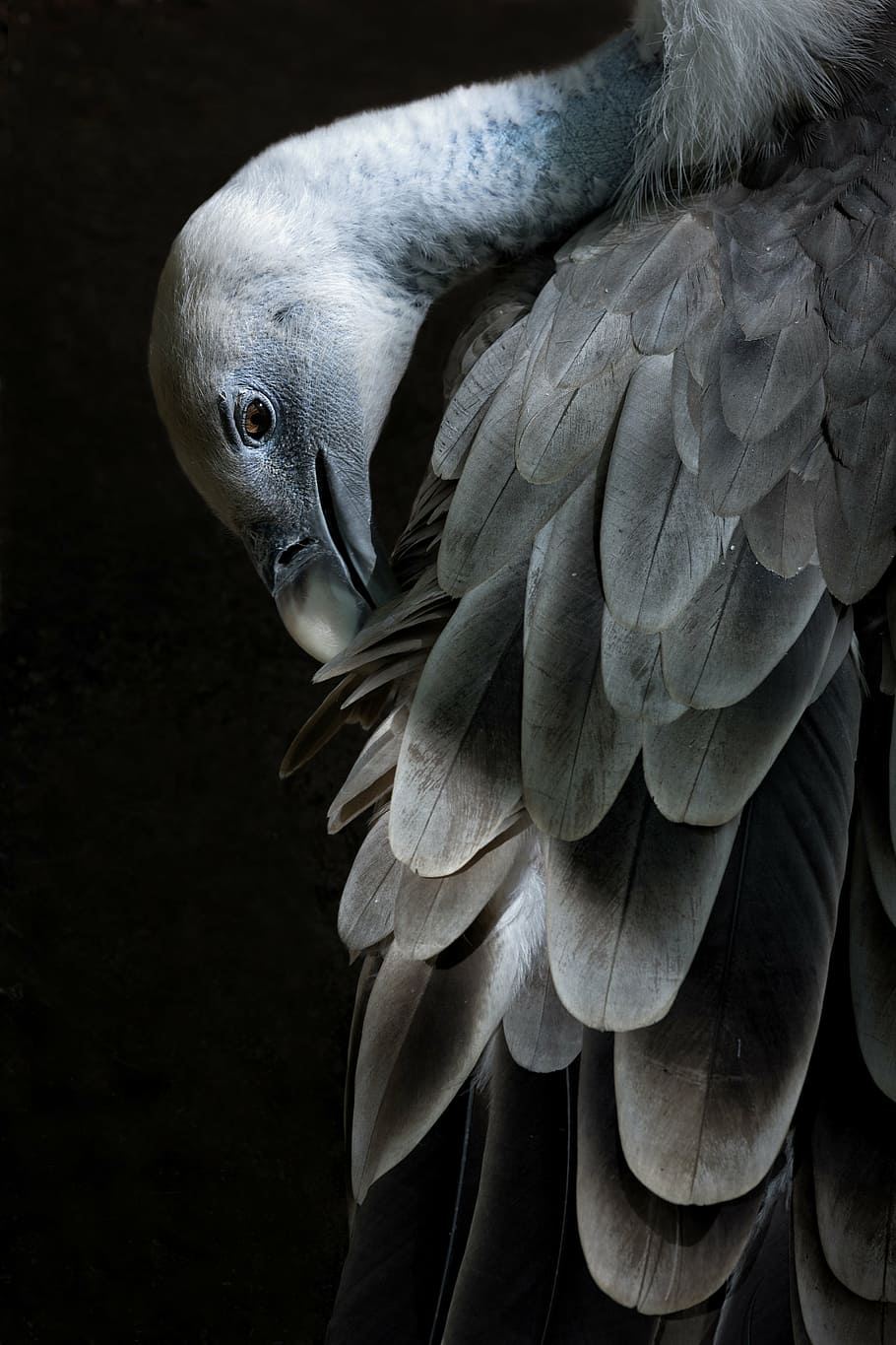 close-up photography, grey, vulture, zoo, birds, nature, animals, feathers, animal, african reserve