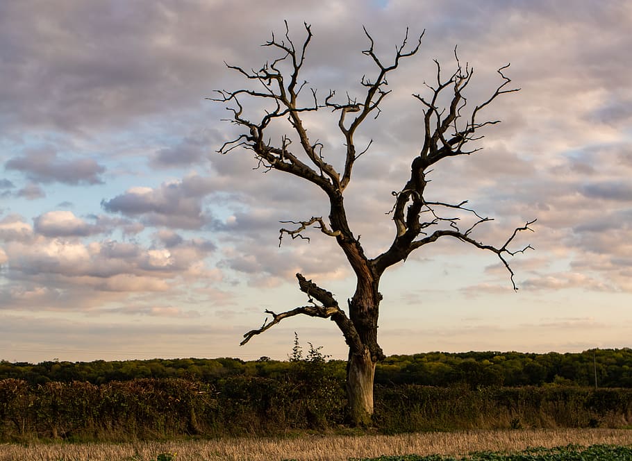 tree, old tree, dead tree, lone tree, sunset, clouds, rural, nature, dramatic, evening