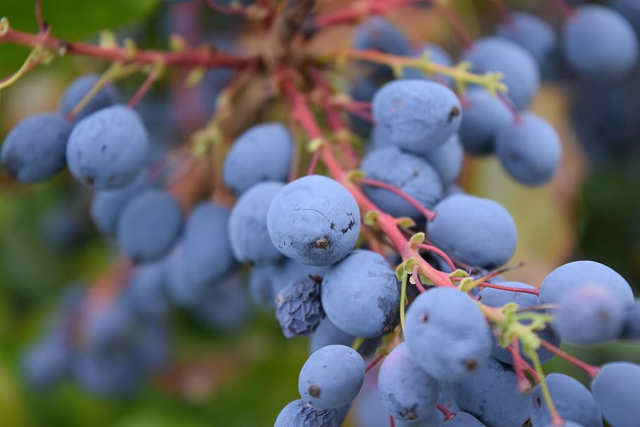 barberry, mahonia bealei, berry, rowanberry, alam, semak, biru, tutup, beri biru, beri hias