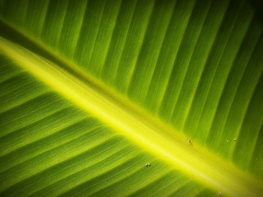 leaf, background, lines, foliage, photosynthesis, natural, grow, greenery, vein, green