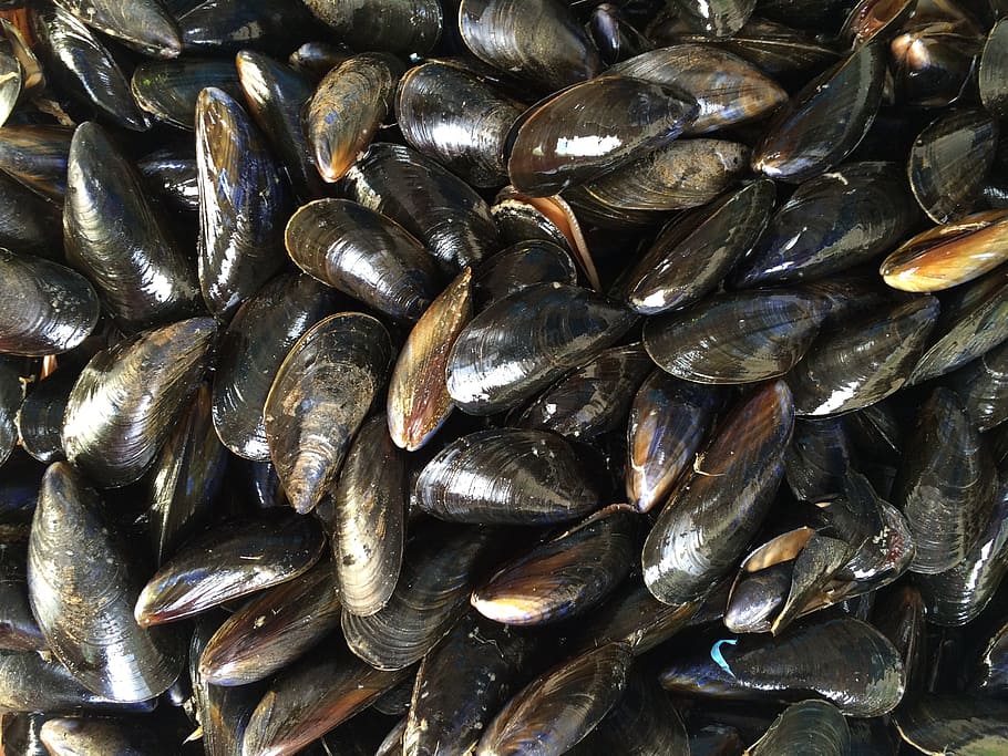 black muscles, mussels, shellfish, black, seafood, mollusk, sea, ocean, food, shell