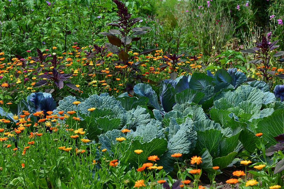 green, lettuce, garden, daytime, White Cabbage, Garden, Vegetable, Vegetable Growing, harvest, herb, agriculture