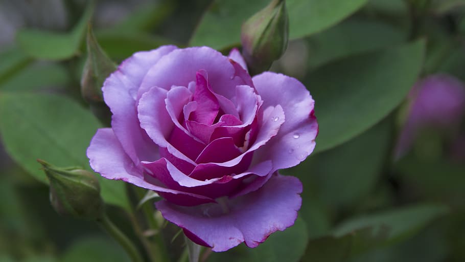 purple cluster flower, rose, rose bloom, romantic, fragrance, blossom, bloom, garden, beautiful, flower