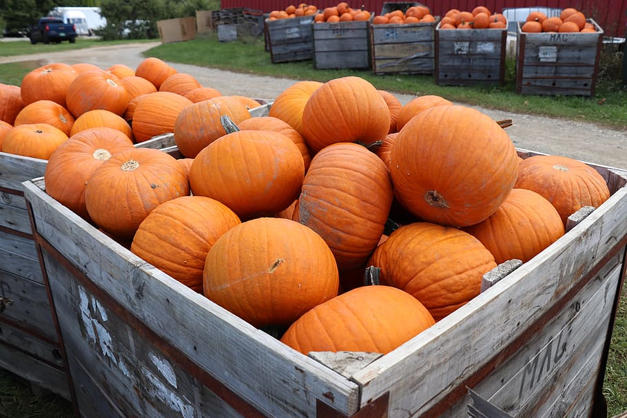autumn, orange, pumpkin, farm, harvest, thanksgiving, halloween, vegetables, october, food and drink