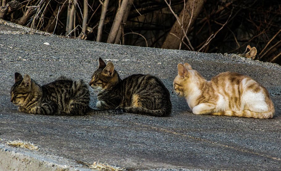 cats, stray, in a row, three, cute, group, resting, sleeping, cat, feline