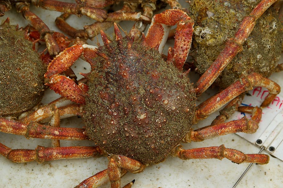 Crab, Crustacean, Spider, Seafood, one animal, underwater, animal, undersea, animal wildlife, close-up