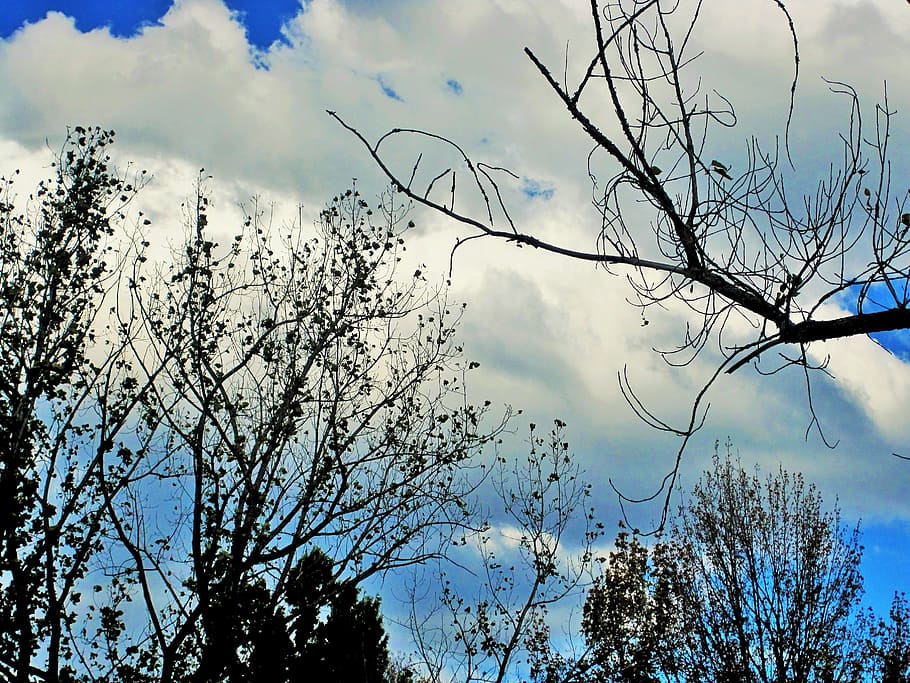 bare trees, trees, branches, leaves, sparse, sky, clouds, white, tree, plant