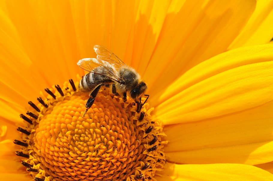 honeybee, perched, yellow, sunflower, bee, pollen, nectar, blossom, bloom, macro
