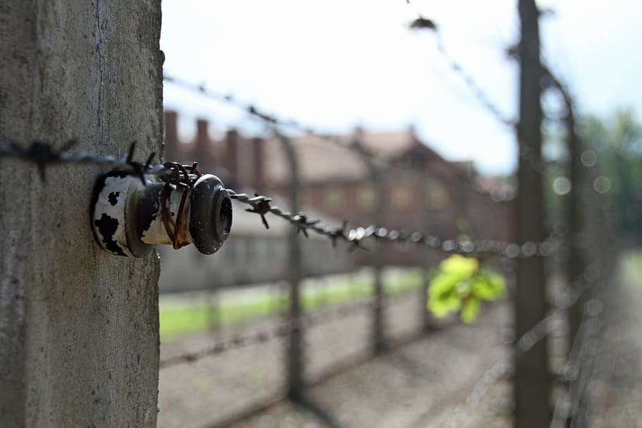 selective, focus photo, barb wire, auschwitz, poland, war, camp, fence, metal, boundary