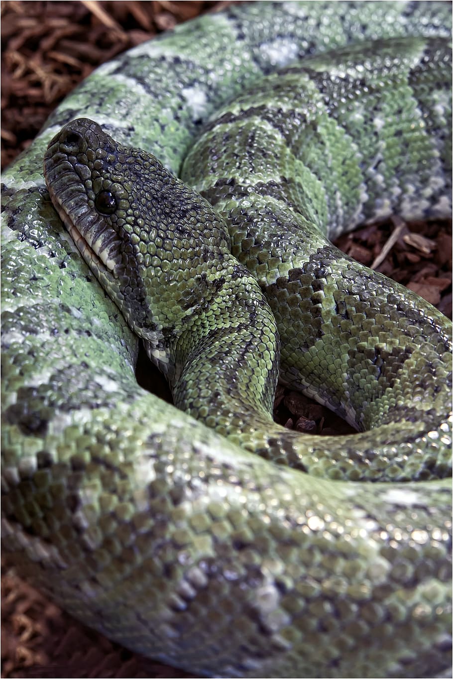 ular, racun, hijau, ular pohon, reptil, berbahaya, terarium, python pohon hijau, makhluk, skala