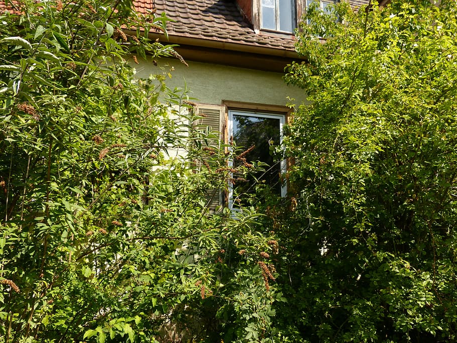 home, building, window, plant, haunting, trees, bush, green, architecture, built structure