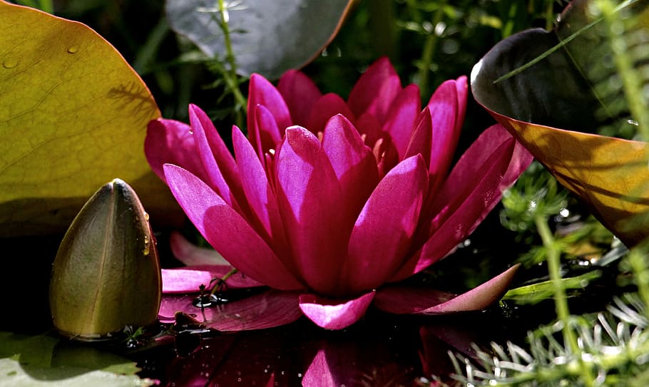 スイレンの花, 葉, スイレン, nuphar lutea, 水生植物, 花, 池, 自然, 庭の池, ローゼンゲハクス湖