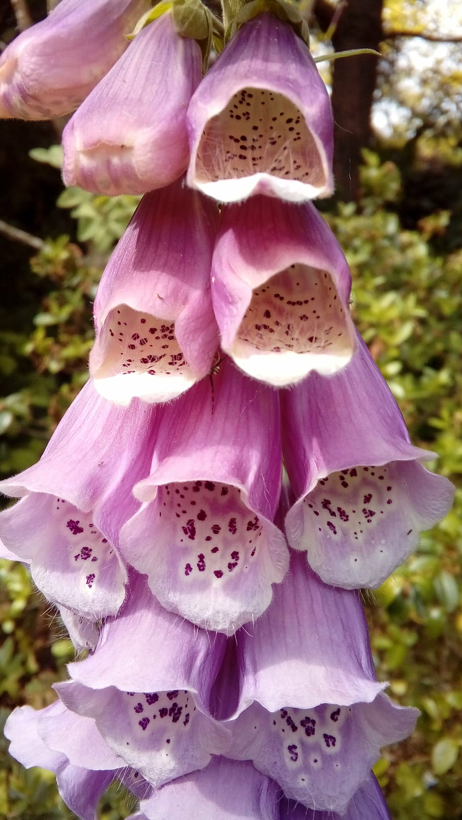 Foxglove Flower Nature Plant Close Up Growth Beauty In Nature Vulnerability Fragility Flowering Plant Pxfuel