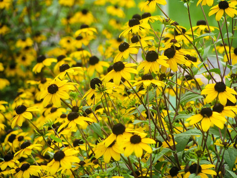 kuning, mata hitam, bunga susan, makro, tembakan, bunga matahari, hari, waktu, taman, bunga