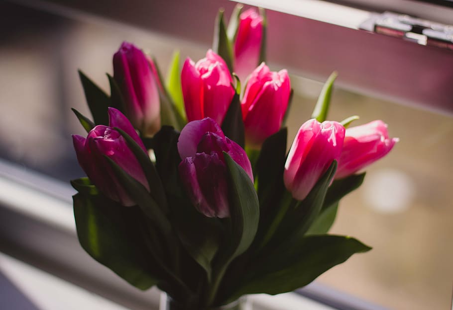 shallow, focus photography, pink, flower, roses, tulip, petal, plant, vase, blur