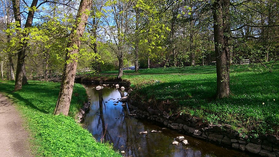 Early Summer, Summer, Park, Tree, Nature, park, city park, brook, water, reflection, green color