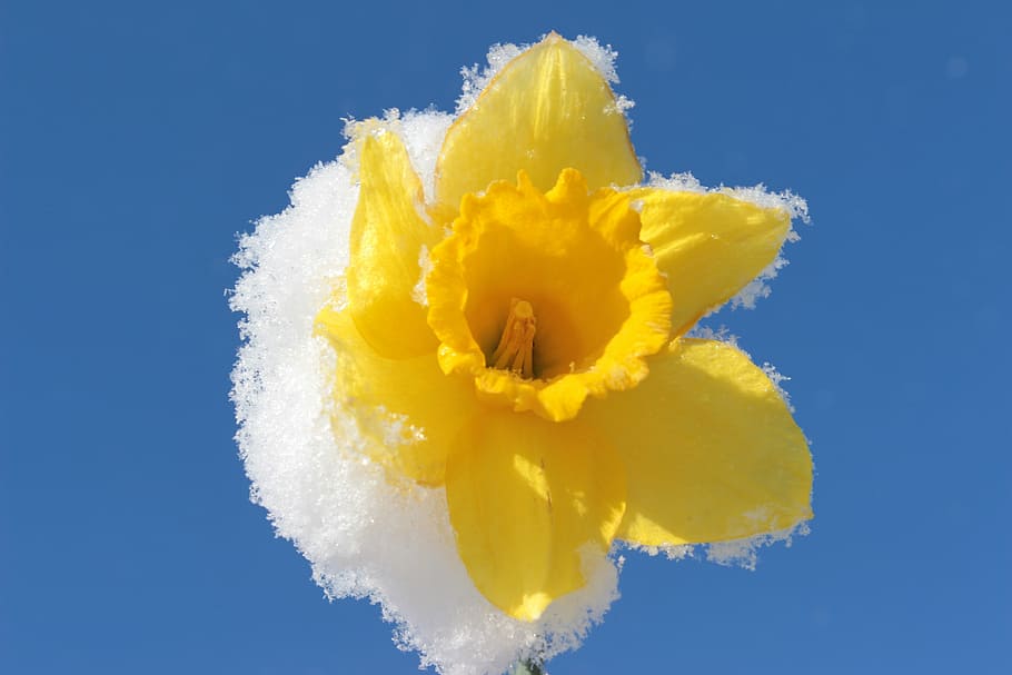 narciso, flor, primavera, amarillo, planta, nieve, cubierta de nieve, frío, naturaleza, renovado wintereinbruch