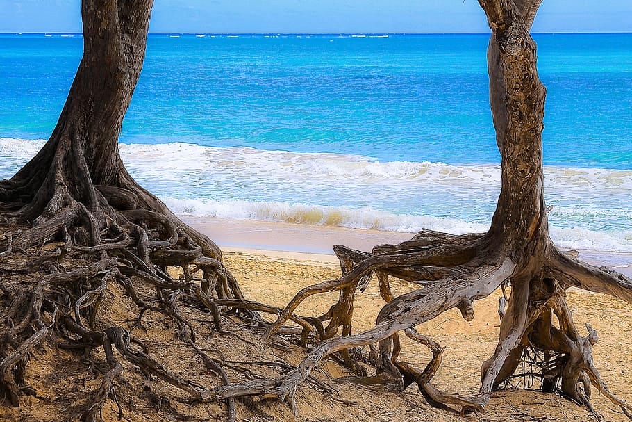 dos, árboles, orilla del mar, dos árboles, océano, árbol, raíces, playa, mar,  tropical | Pxfuel