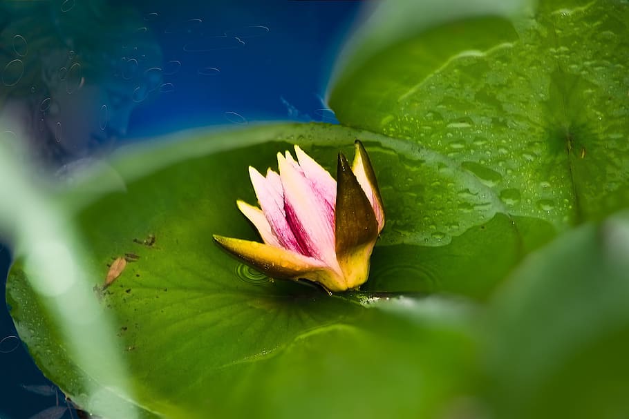 Flower, Water Lily, Tei, Pink Water, pink water lily, pond, teichplanze, garden pond, water flower, aquatic plant