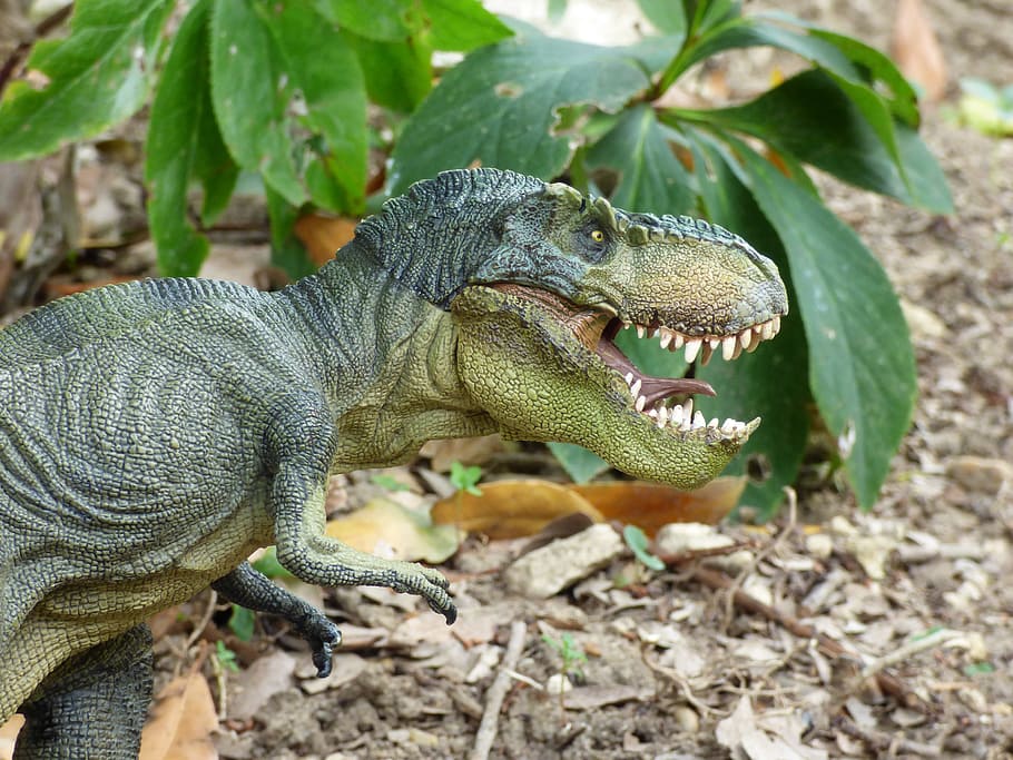 gris, t-rex toy, al lado, verde, hojeado, planta, Tyrannosaurus, dinosaurio, prehistoria, juguete