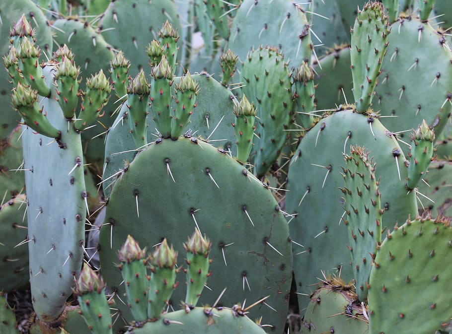 cactus, cacti, southwest, southwestern, new mexico, spike, botany, desert, desert plant, prickly
