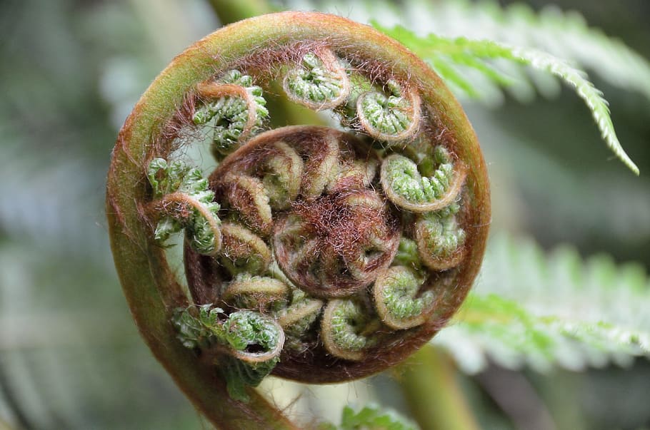 selective, focus photography, sprout, plant, fern, unroll, koru, new zealand, aotearoa, close-up