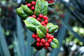 are holly berries poisonous to dogs