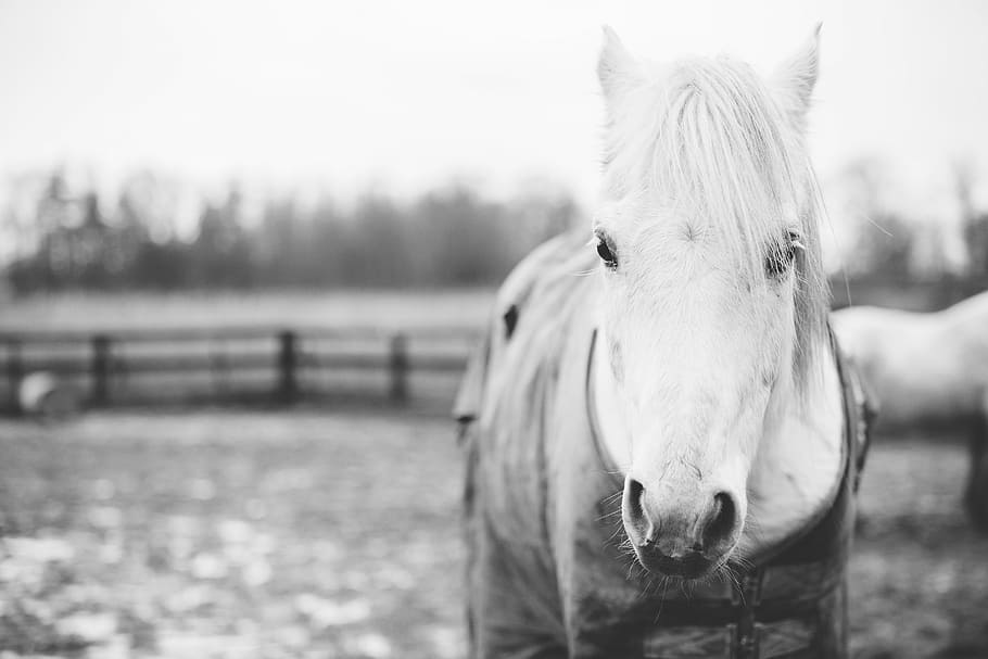 grayscale photography, horse, animal, snout, farm, plants, fence, monochrome, black and white, domestic animals