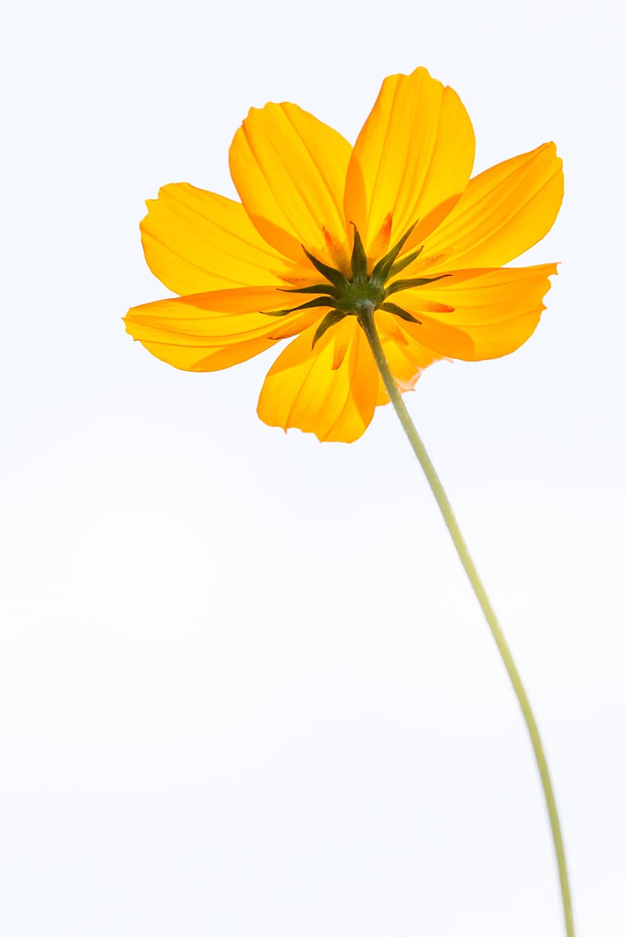 黄色のコスモスの花 コスモス 花 黄色 花びら 一輪の花 自然 植物 夏 デイジー Pxfuel